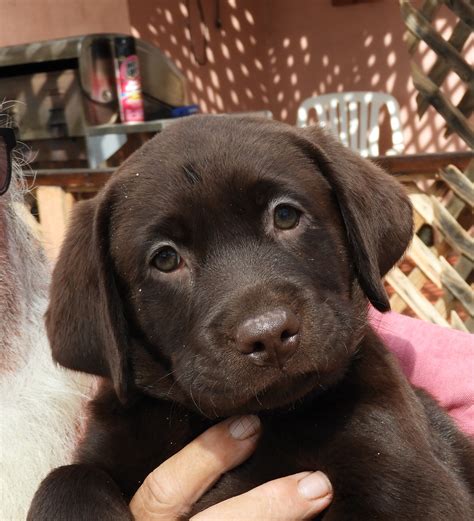 Akc lab puppies - We are an American Kennel Club (AKC) Breeder of Merit* and offer registered chocolate and black Labrador Retriever puppies and occasionally started or trained Labrador Retrievers for sale. Recently, we have begun to produce well-bred Labradoodle pups from our own stock. These pups have many qualities, making them highly sought-after family …